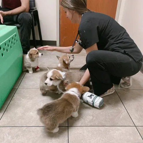 A staff member helping a small group of corgis on the floor 